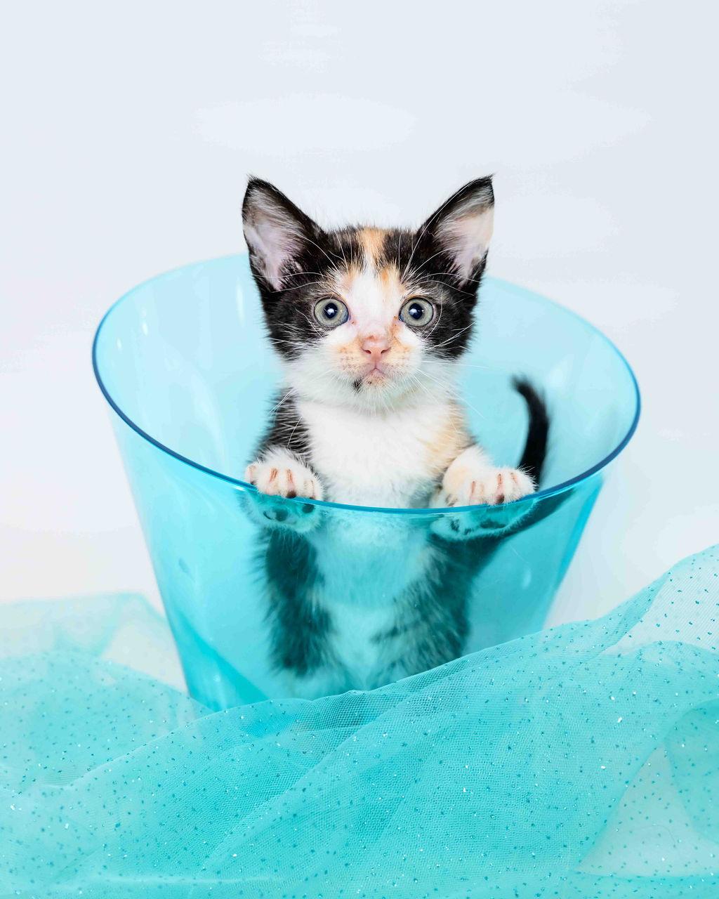 Apple - Pre Adopt - In Foster Calico Cat