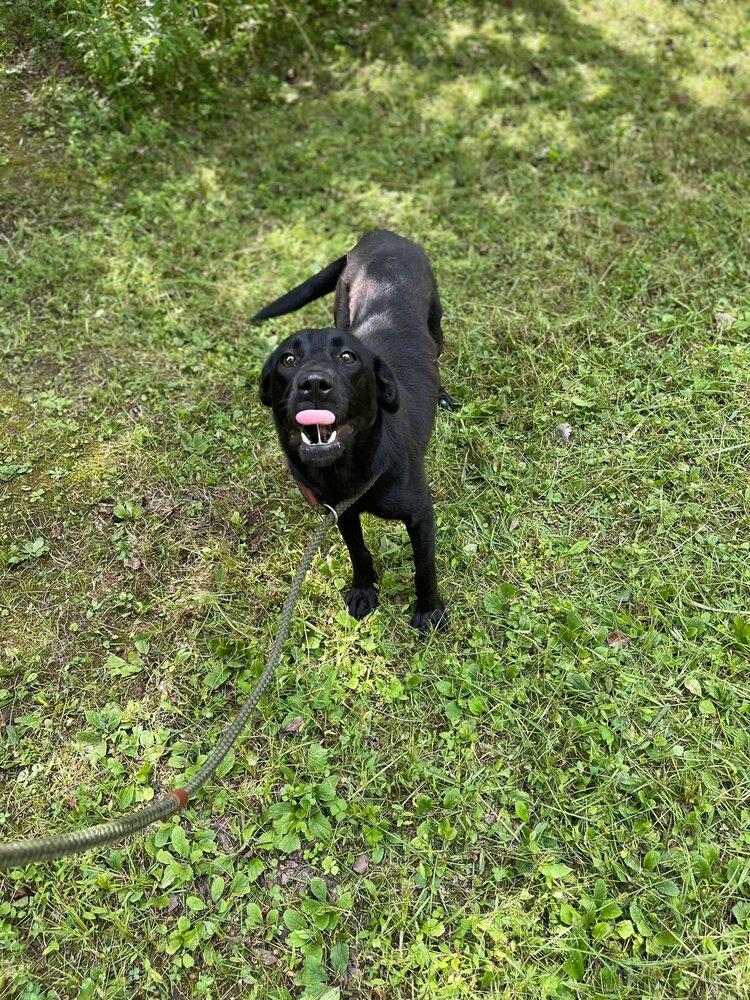 Twilight, Adoptable, Adult Female Mixed Breed.