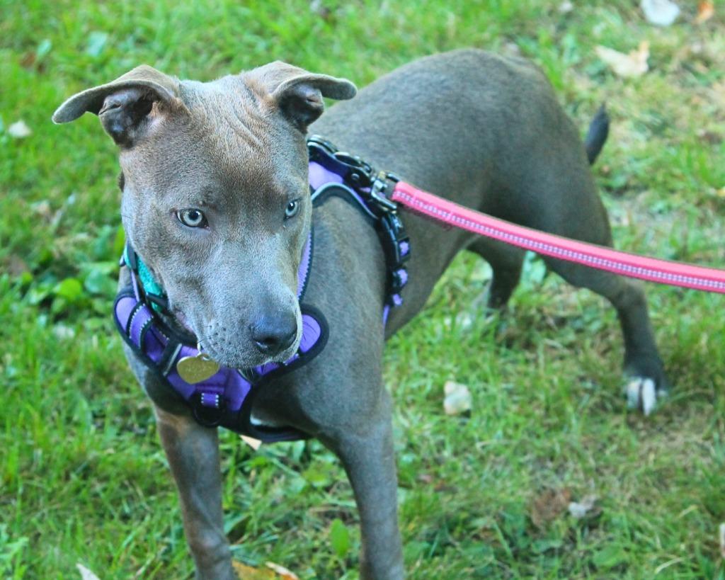 Enlarge Tiffany, a Adoptable mixed breed in Utica, MI image 1/2