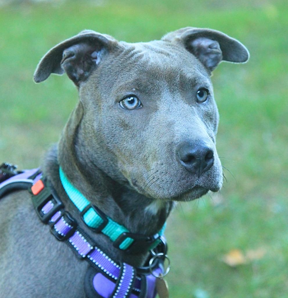 Enlarge Tiffany, a Adoptable mixed breed in Utica, MI image 2/2