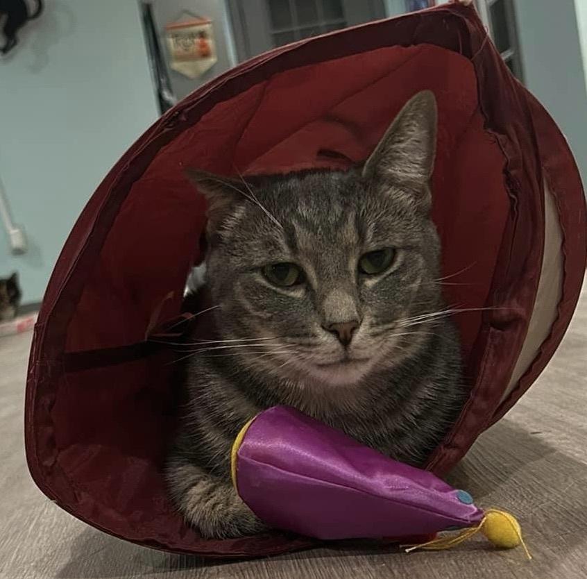 Derby, a Adoptable Domestic Short Hair in New Cumberland, WV image 2/4