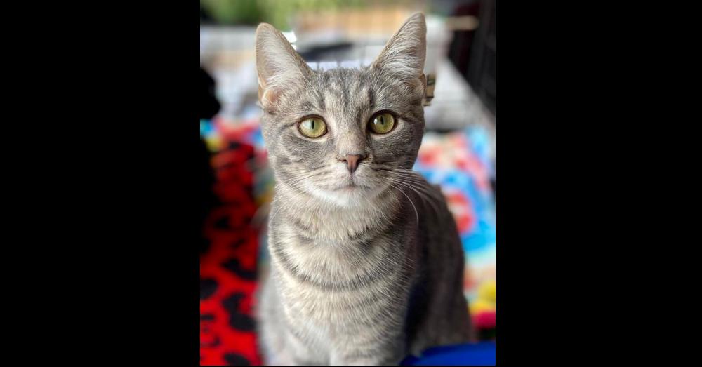 Derby, a Adoptable Domestic Short Hair in New Cumberland, WV image 4/4