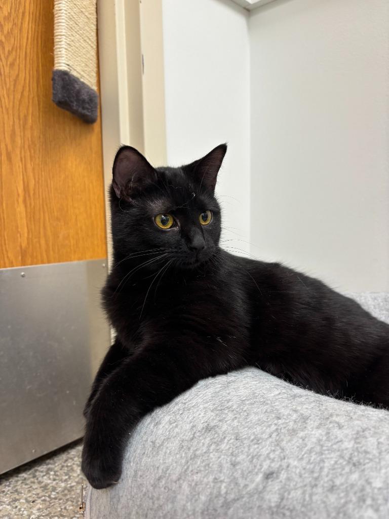 Starla, Adoptable, Young Female Domestic Short Hair.