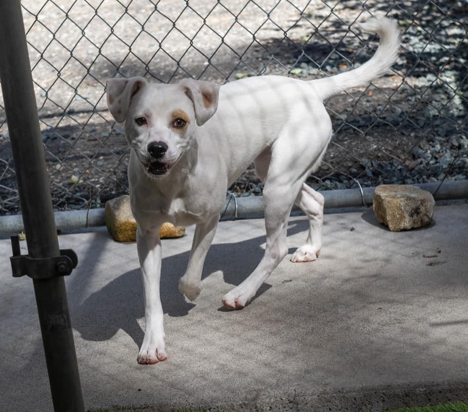 Dog for adoption Lala, a Mixed Breed in Grass Valley, CA Petfinder