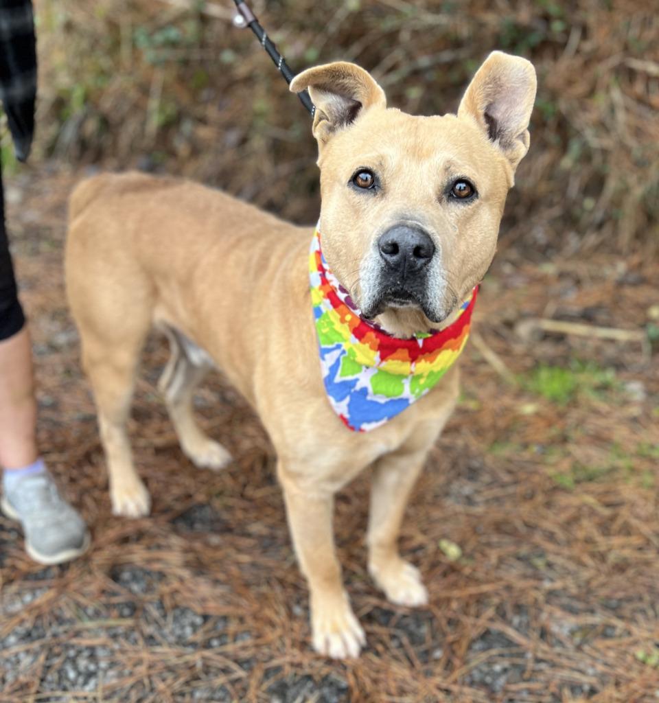 Bubba, Adoptable, Adult Male Mixed Breed.