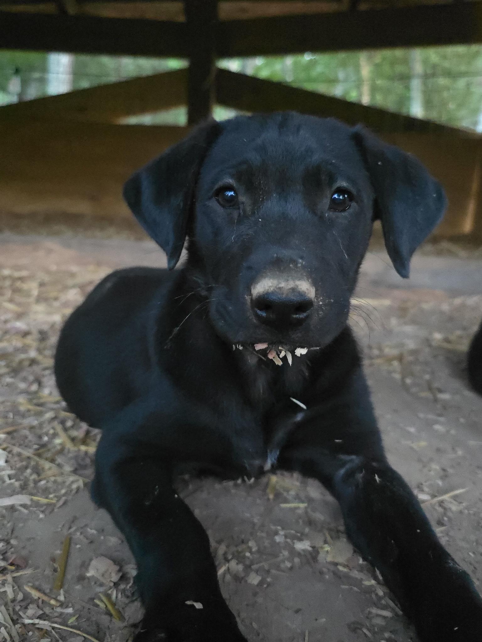 Enlarge Kuala, a Adoptable mixed breed in Kannapolis, NC image 3/4