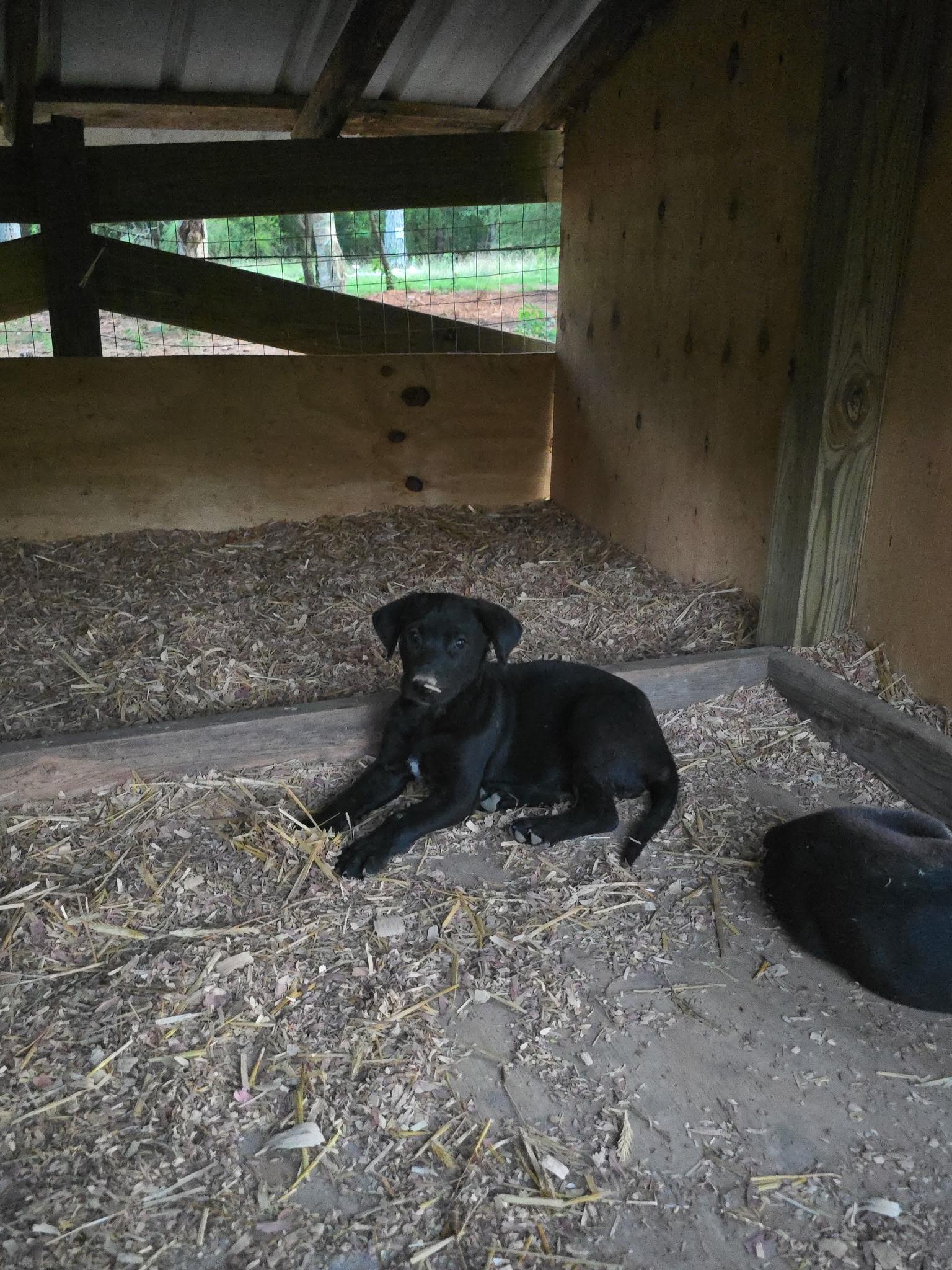 Enlarge Kuala, a Adoptable mixed breed in Kannapolis, NC image 4/4