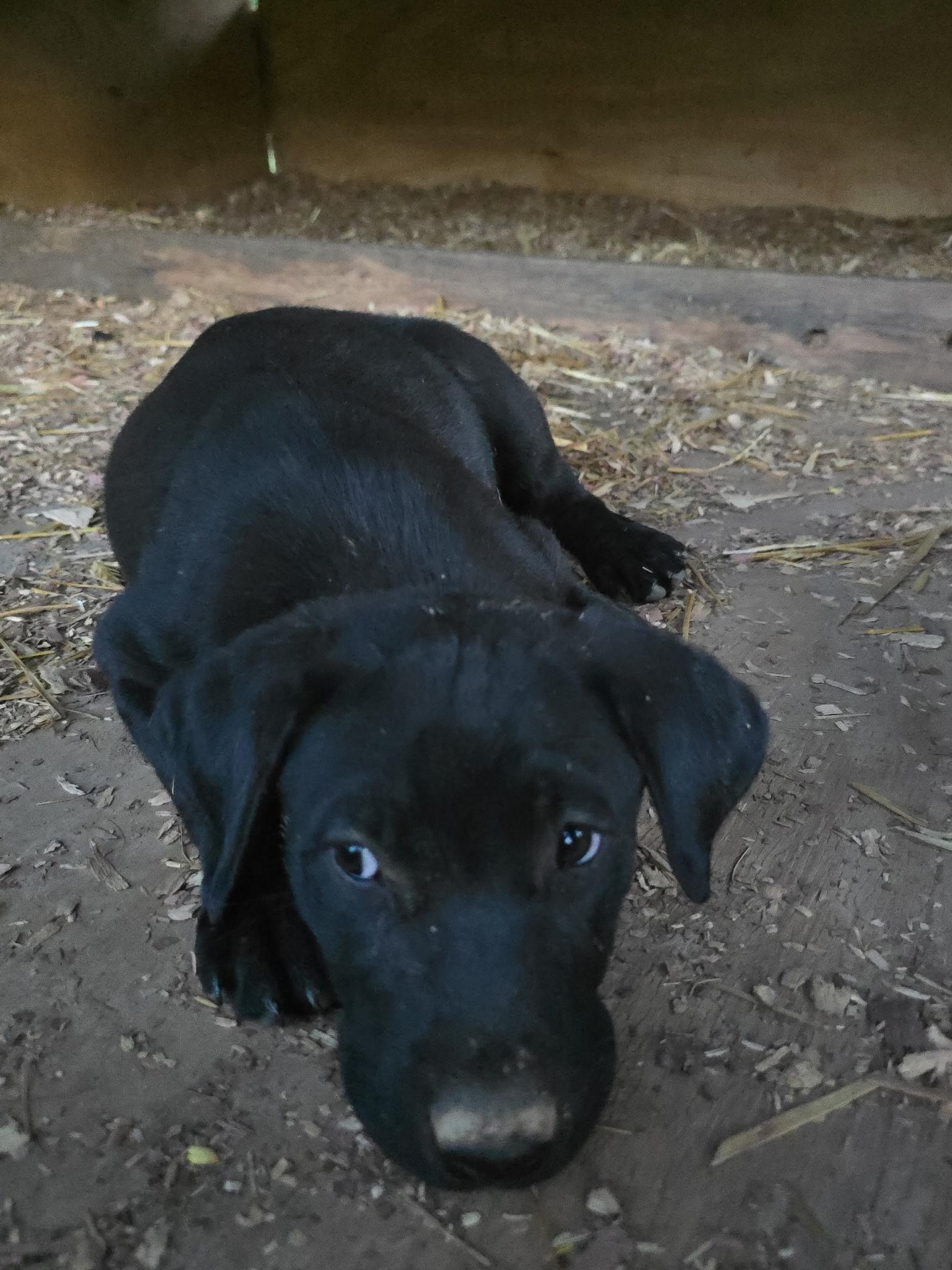 Enlarge Kuala, a Adoptable mixed breed in Kannapolis, NC image 2/4
