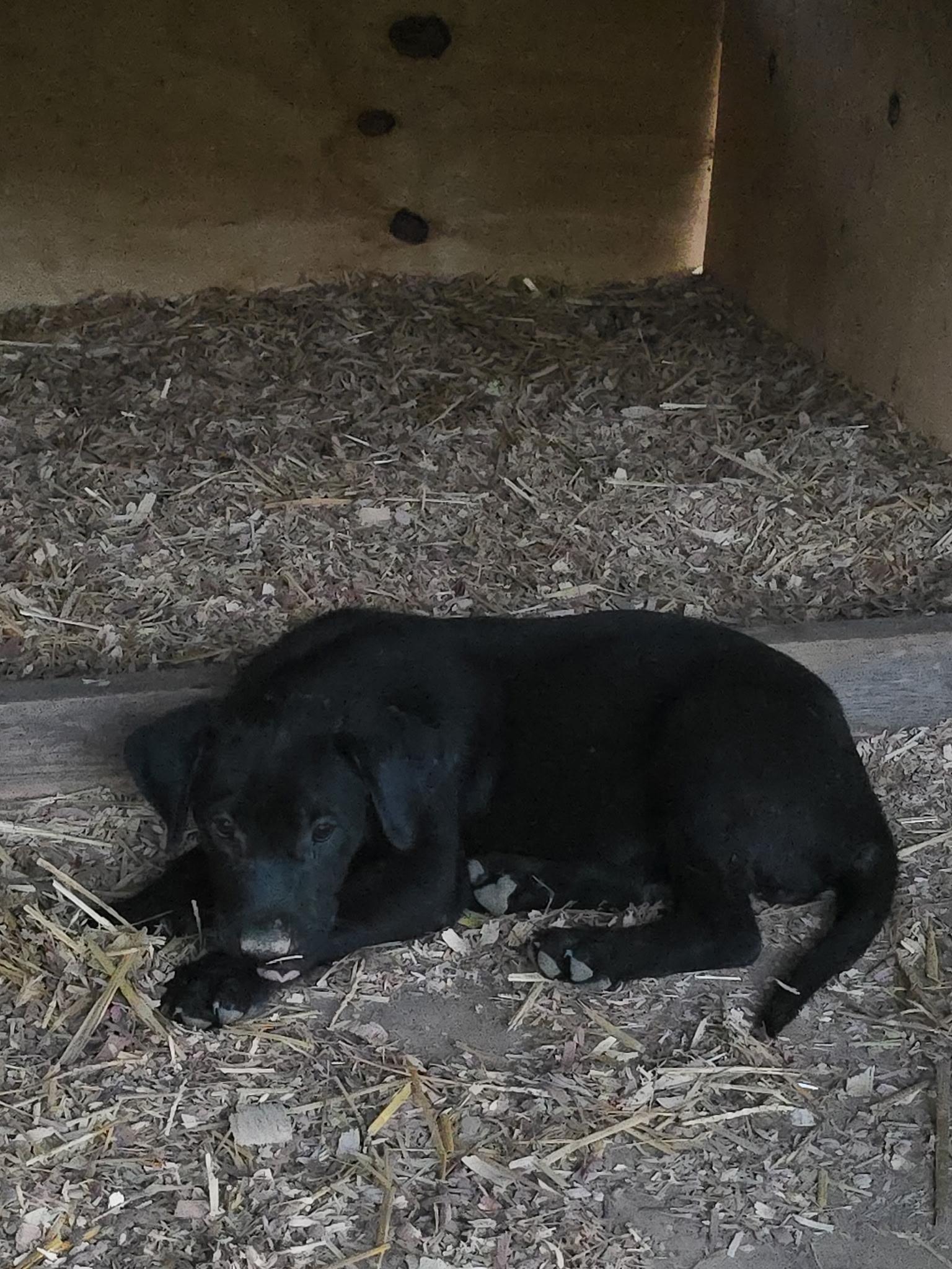 Kuala, Adoptable, Puppy Female Labrador Retriever.