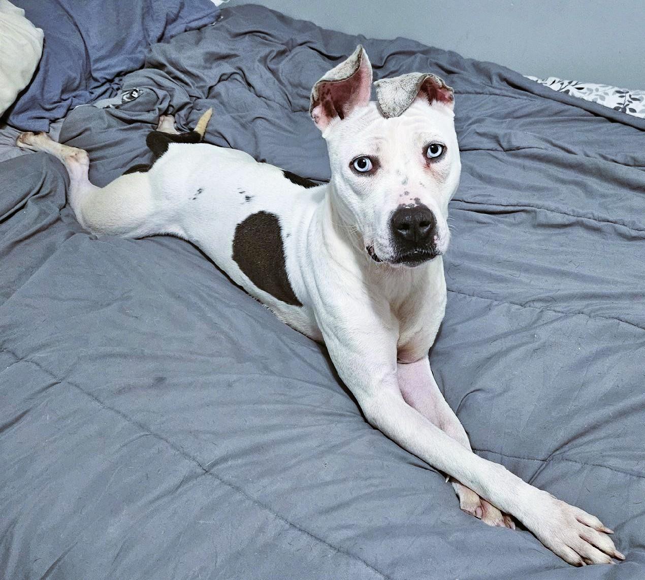 LEXIE, a Adoptable mixed breed in Westmont, IL image 2/6