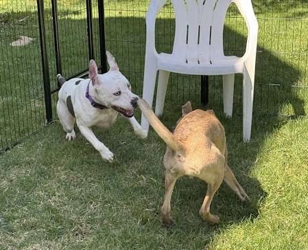 LEXIE, a Adoptable mixed breed in Westmont, IL image 5/6