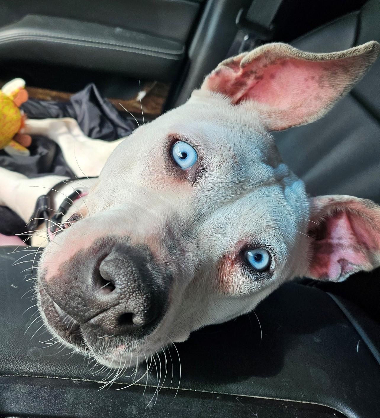 LEXIE, Young Female unknown