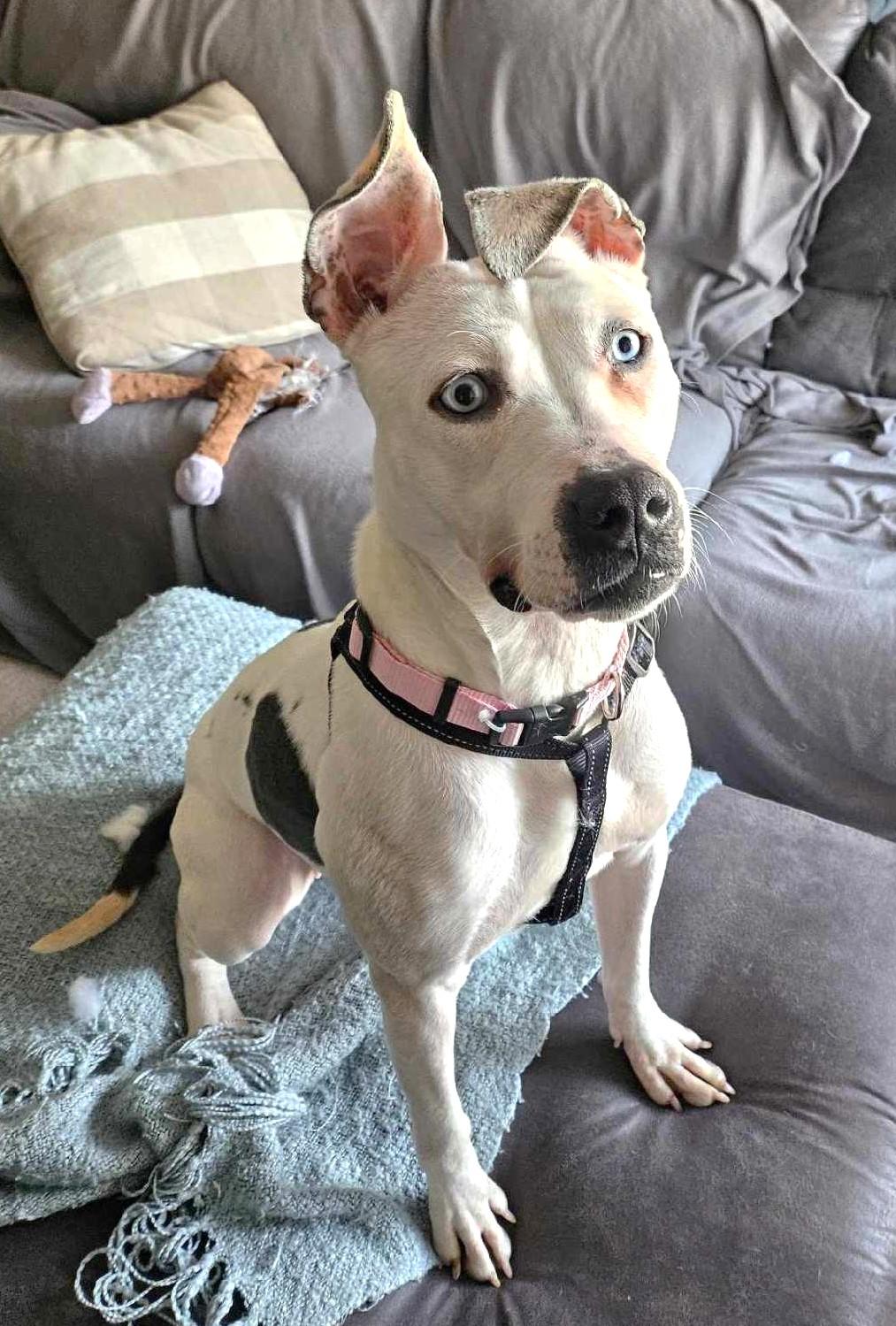 LEXIE, a Adoptable mixed breed in Westmont, IL image 3/6