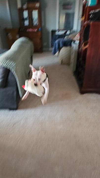 Enlarge LEXIE, a Adoptable mixed breed in Westmont, IL video 6/6