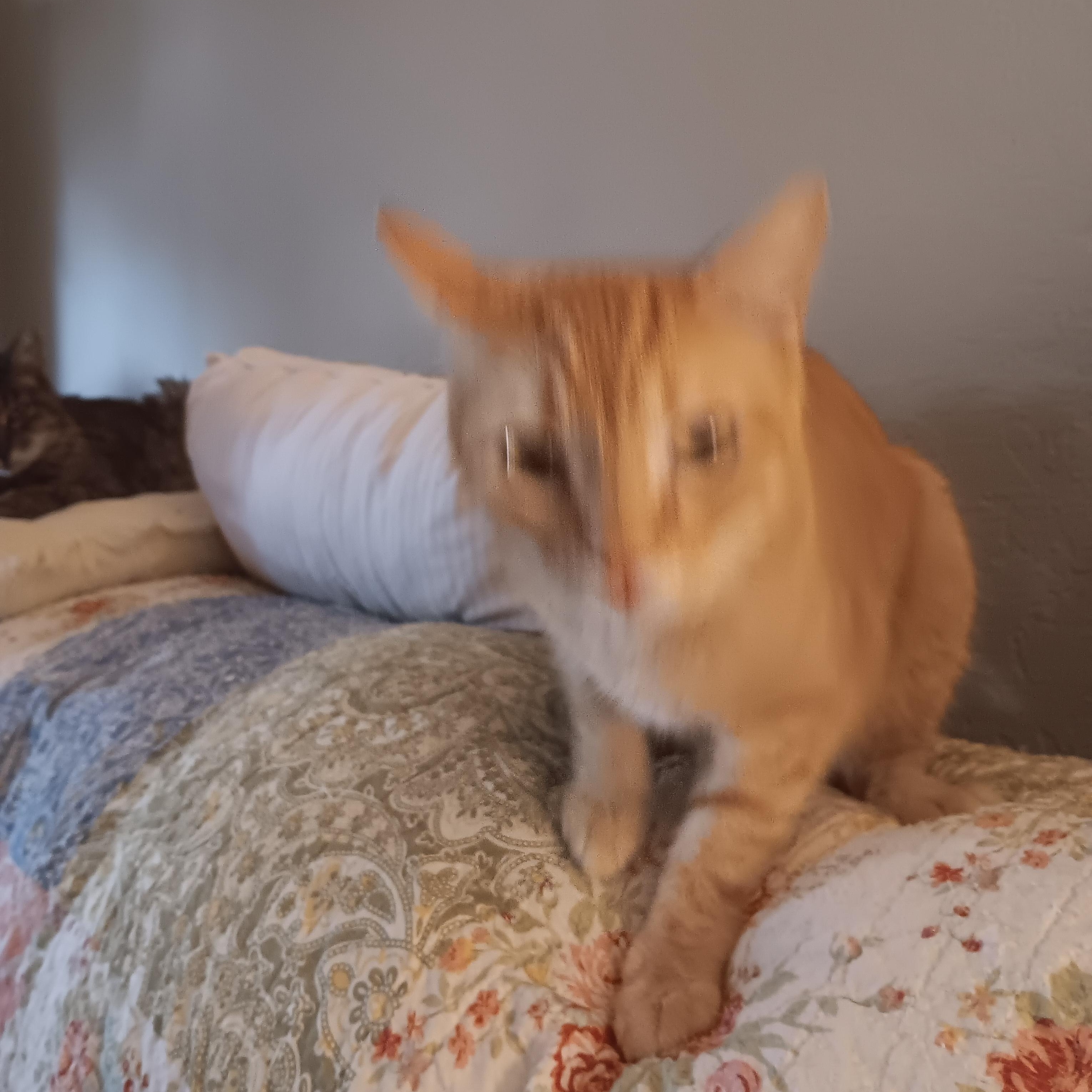 Abigail (Abby), Adoptable, Adult Female Domestic Short Hair.