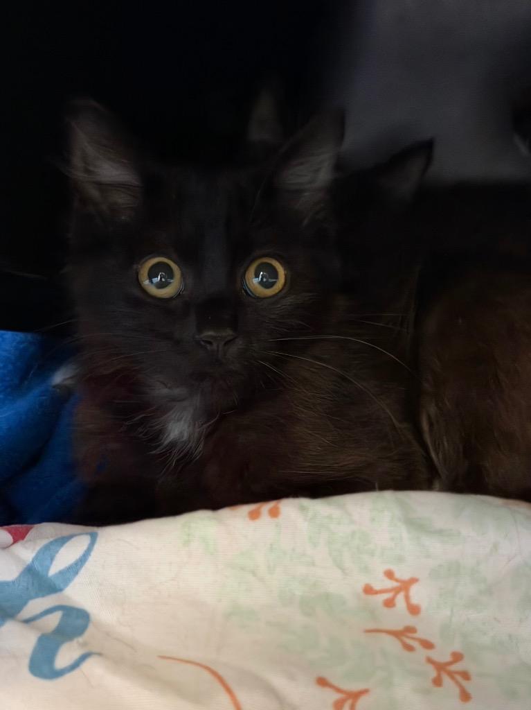 Niro, Adoptable, Kitten Male Domestic Short Hair.