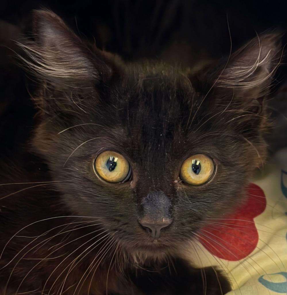 Niro, a Adoptable mixed breed in Sherwood, AR image 2/2