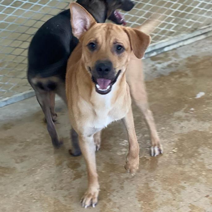 Mountain, a Adoptable mixed breed in San Juan, PR image 1/11