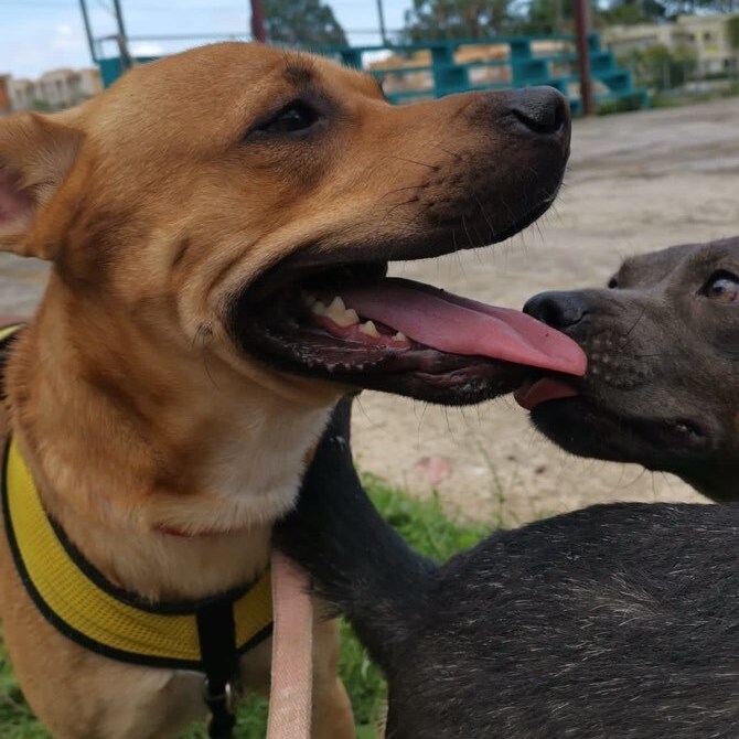 Mountain, a Adoptable mixed breed in San Juan, PR image 2/11