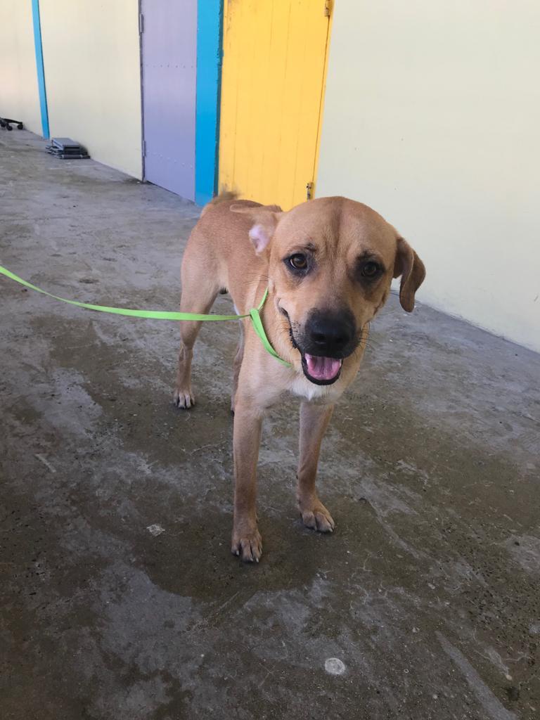 Mountain, a Adoptable mixed breed in San Juan, PR image 3/11