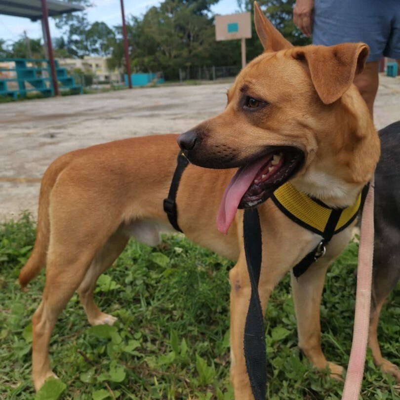 Mountain, a Adoptable mixed breed in San Juan, PR image 4/11
