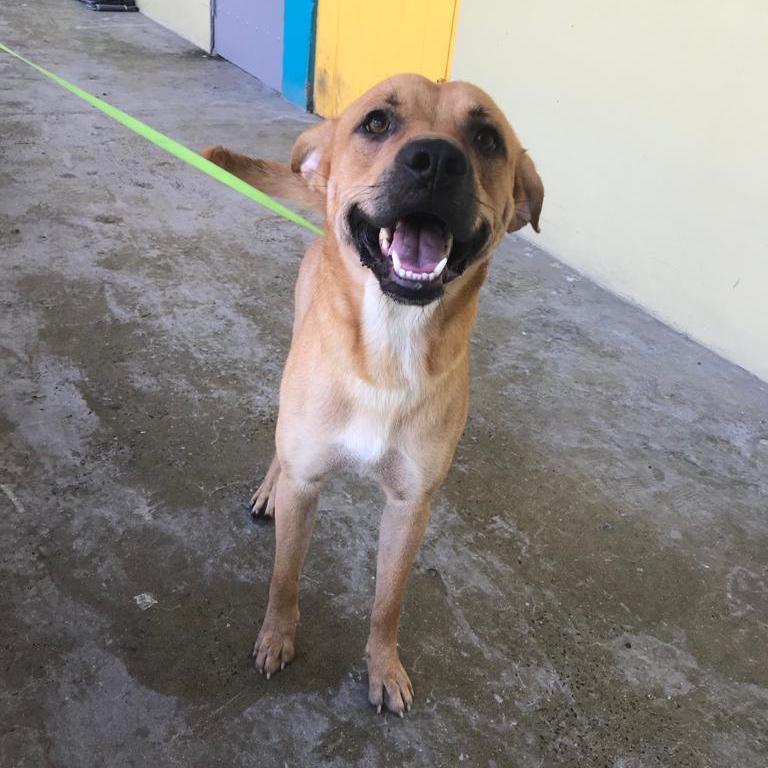 Mountain, a Adoptable mixed breed in San Juan, PR image 5/11