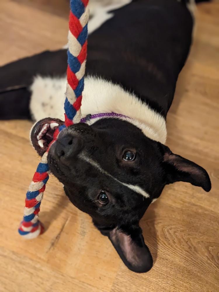 Enlarge Jeffrey, a Adoptable mixed breed in Grand Rapids, MI image 1/6