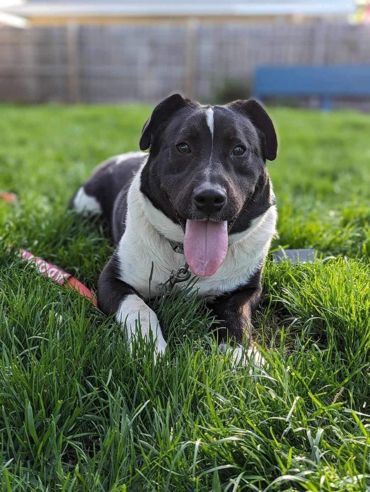 Enlarge Jeffrey, a Adoptable mixed breed in Grand Rapids, MI image 2/6