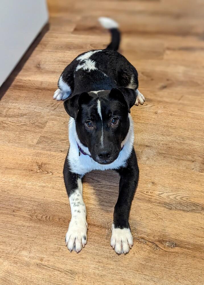 Enlarge Jeffrey, a Adoptable mixed breed in Grand Rapids, MI image 3/6