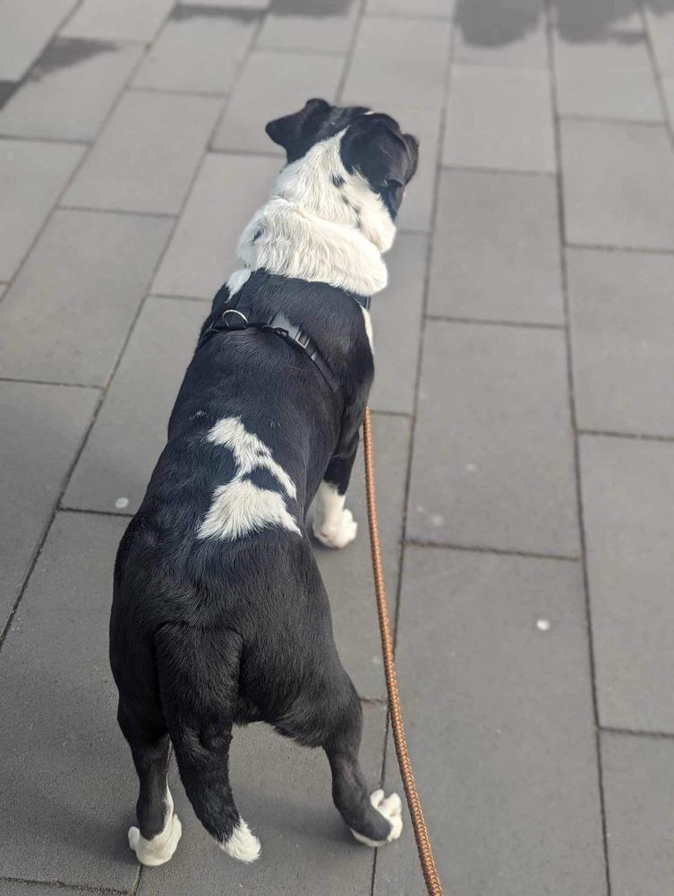 Enlarge Jeffrey, a Adoptable mixed breed in Grand Rapids, MI image 4/6