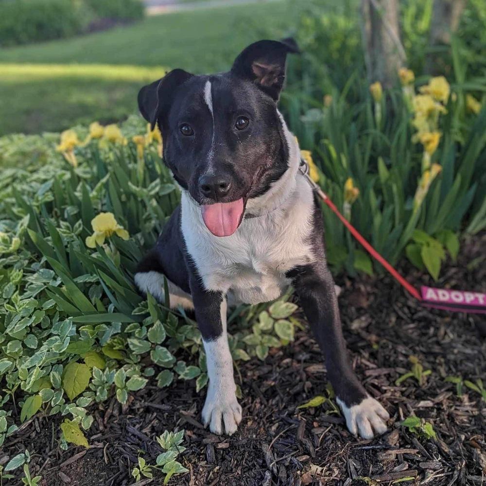 Enlarge Jeffrey, a Adoptable mixed breed in Grand Rapids, MI image 5/6