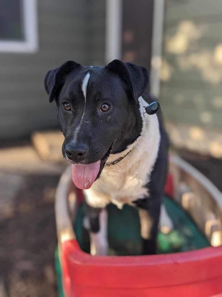 Enlarge Jeffrey, a Adoptable mixed breed in Grand Rapids, MI image 6/6