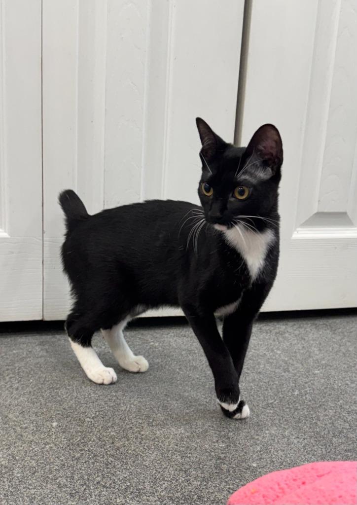 Marley, Adopted, Kitten Female Domestic Short Hair.