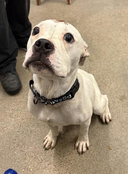 Ace, an adopted mixed breed in Cleveland, OH image 5/6