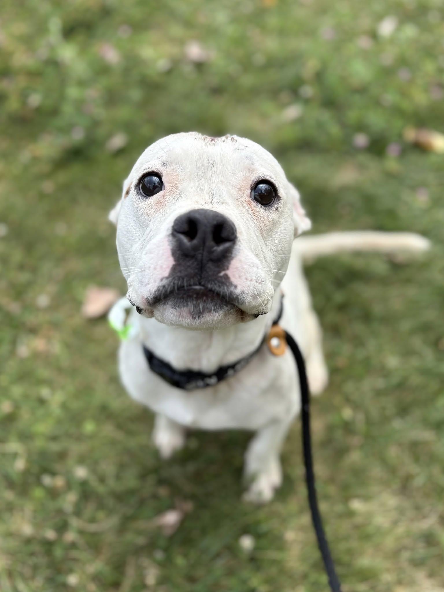 Ace, adopted, Young Male Boxer.