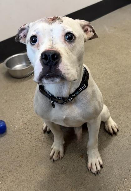Ace, an adopted mixed breed in Cleveland, OH image 6/6