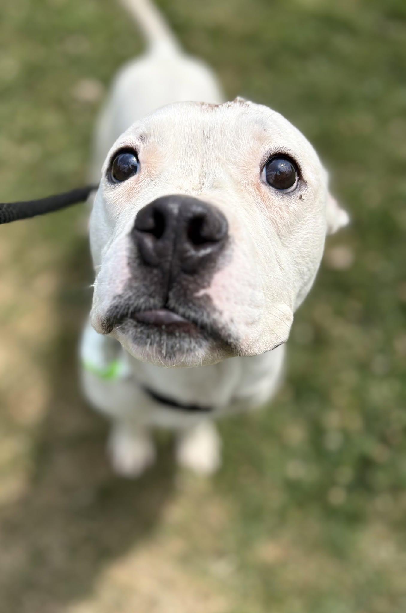 Ace, an adopted mixed breed in Cleveland, OH image 2/6