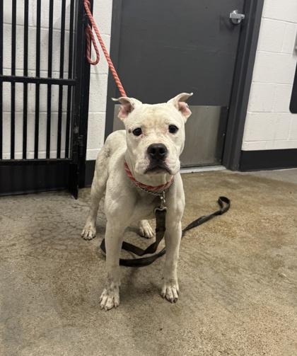 Ace, an adopted mixed breed in Cleveland, OH image 4/6