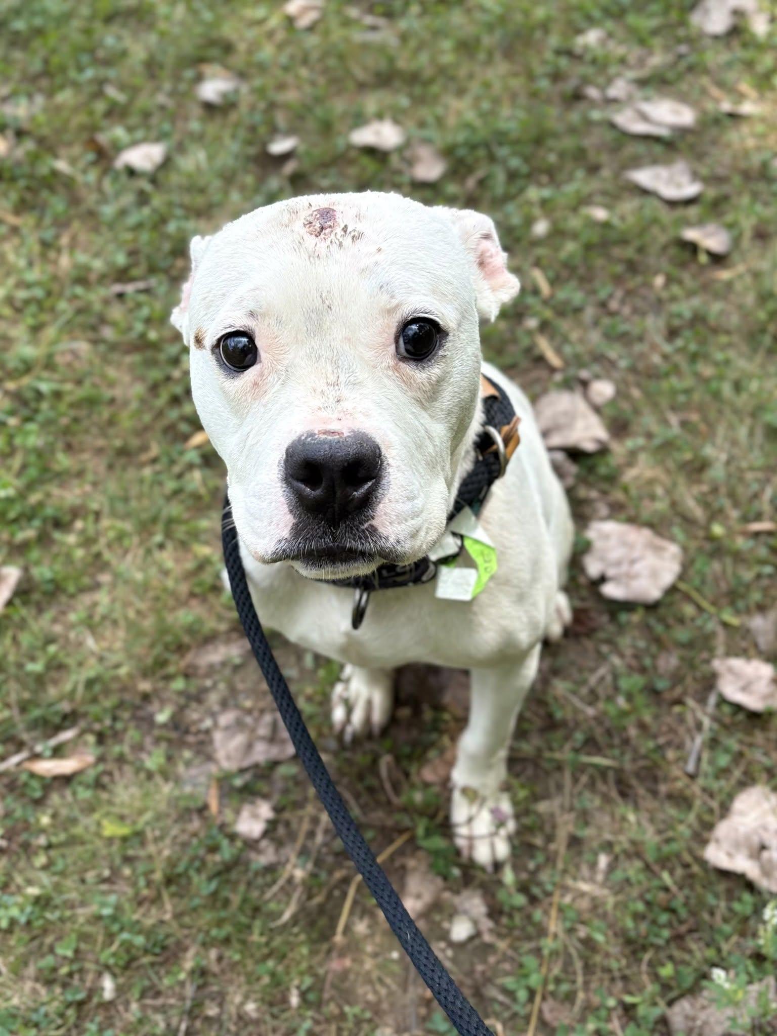 Ace, an adopted mixed breed in Cleveland, OH image 3/6