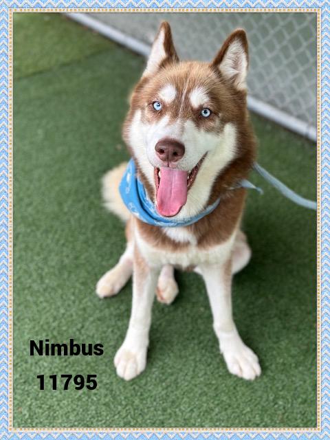 NIMBUS