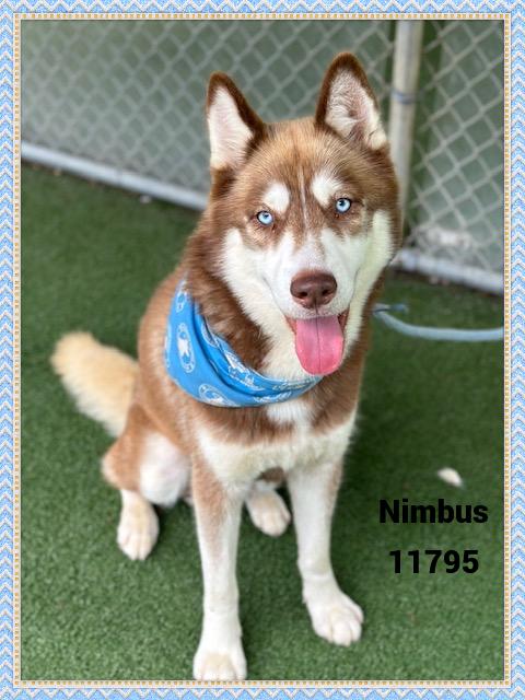 NIMBUS