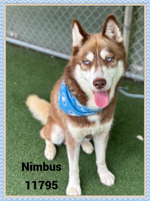 NIMBUS