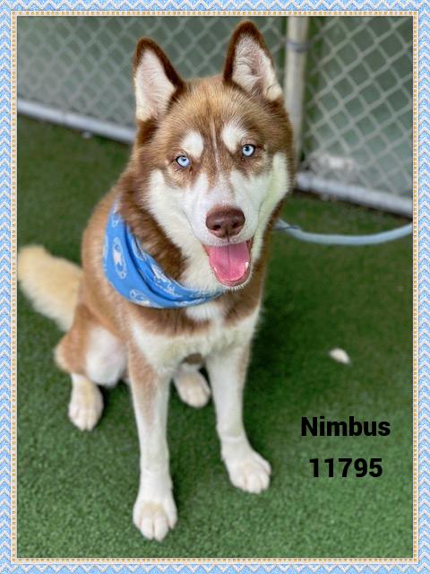 NIMBUS