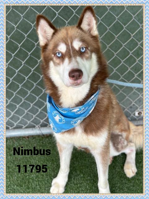 NIMBUS
