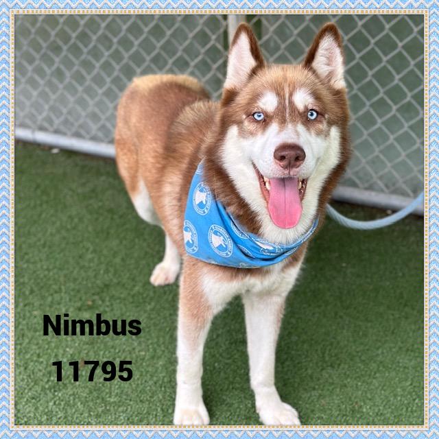 NIMBUS