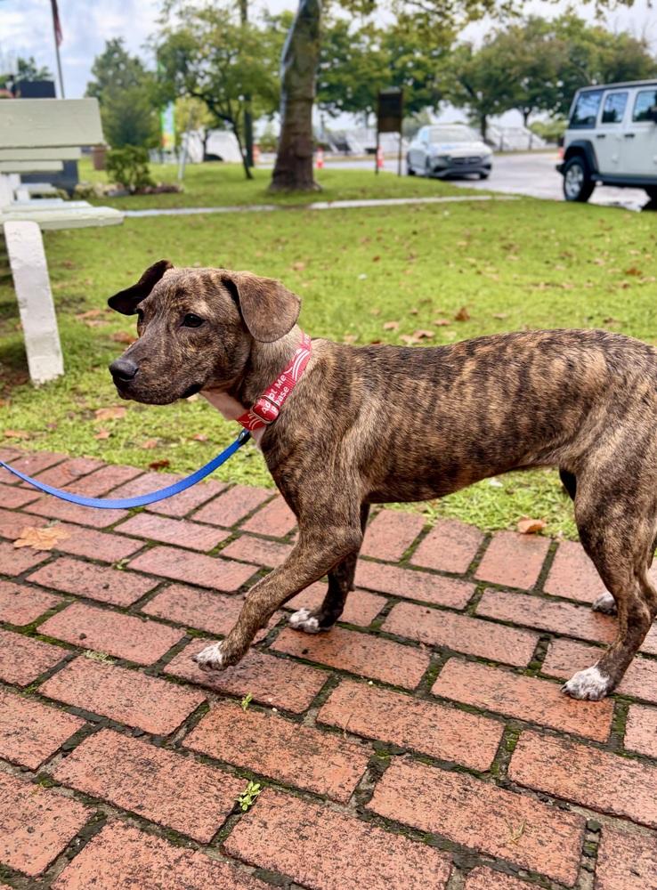 Rhonda, Adoptable, Puppy Female Hound & Retriever.