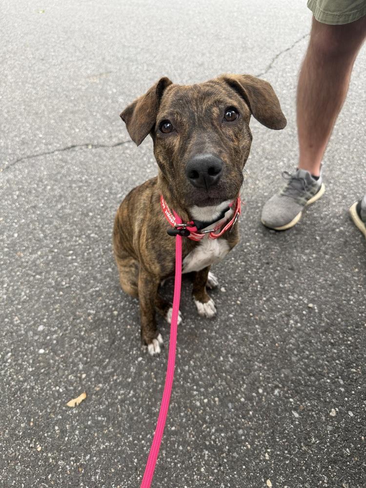 Enlarge Rhonda, a Adoptable mixed breed in Valley Stream, NY image 3/6