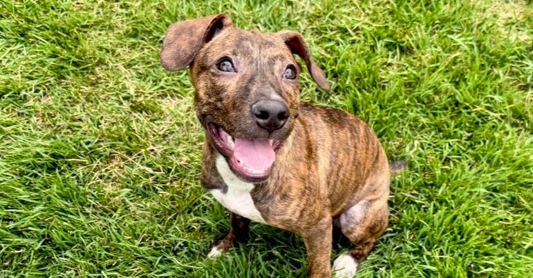 Enlarge Rhonda, a Adoptable mixed breed in Valley Stream, NY image 3/6