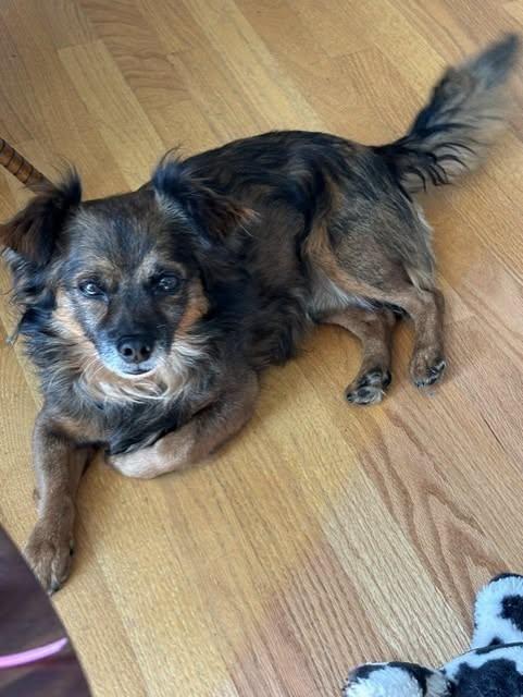 Enlarge Ollie, a ADOPTABLE mixed breed in Covington, WA image 4/4