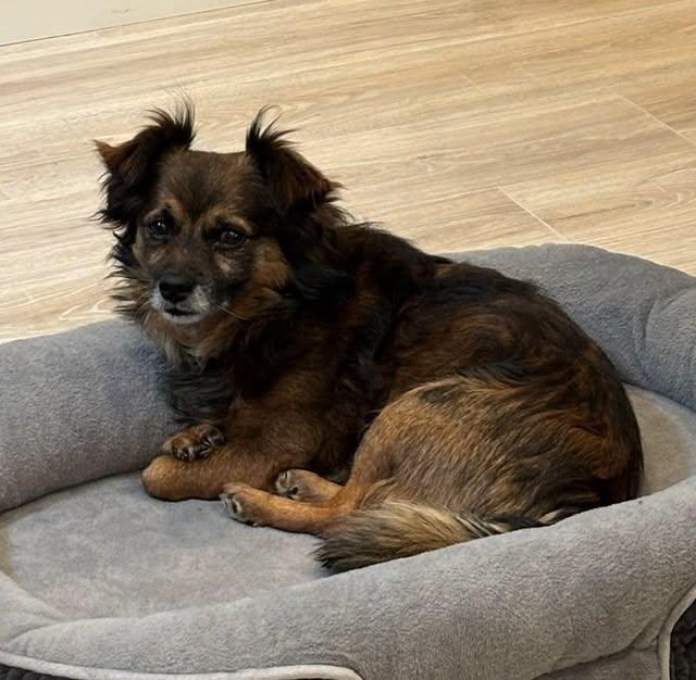 Enlarge Ollie, a ADOPTABLE mixed breed in Covington, WA image 1/4